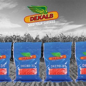 DK777 Hybrid Maize 2Kg | High-Yield Transitional Maize Seed