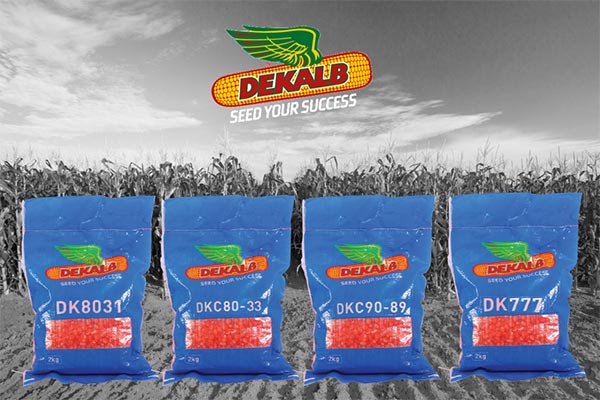 DK777 Hybrid Maize 2Kg | High-Yield Transitional Maize Seed