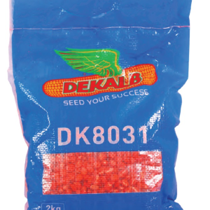 DK8031 Hybrid Maize 2Kg | Early Maturing High-Yield Seed