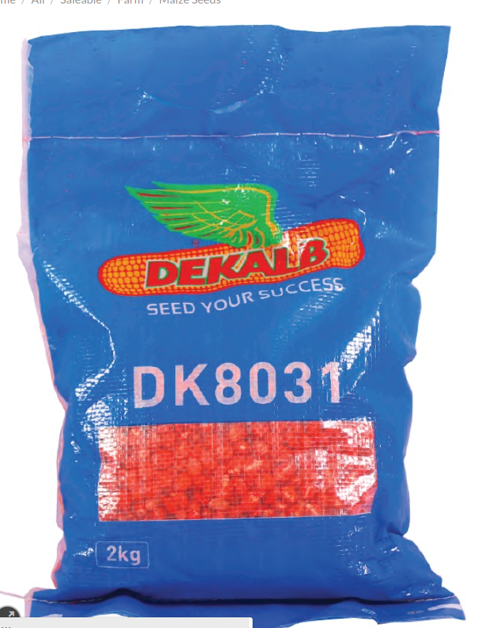 DK8031 Hybrid Maize 2Kg | Early Maturing High-Yield Seed