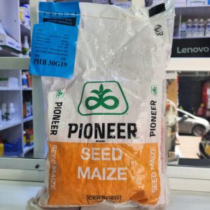 Pioneer PHB 30G19 Maize 2Kg | High-Yield White Hybrid Seed